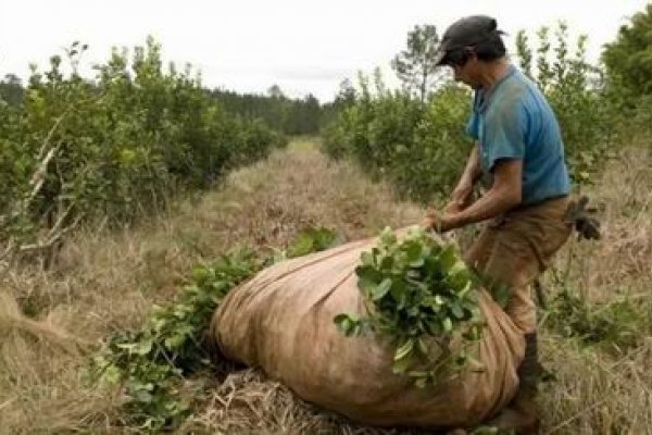 Productores yerbateros esperan fijar un nuevo precio en la materia prima