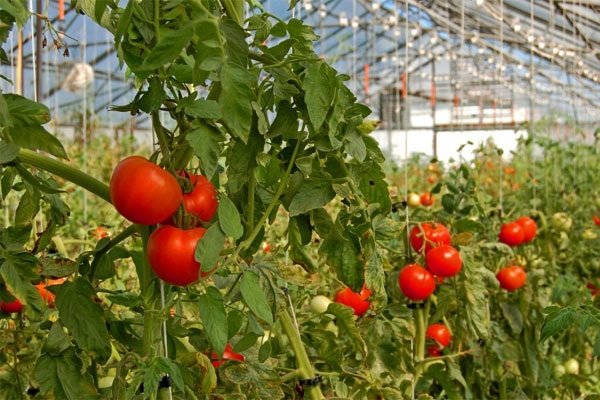 Corrientes: la devaluación profundiza la crisis en los horticultores