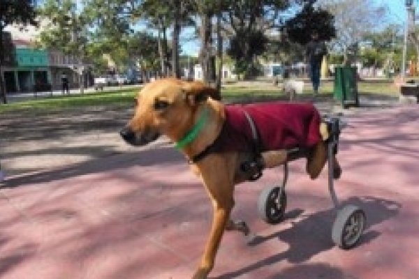 Arnold, un perro en silla de ruedas que sobrevivió al maltrato y ahora busca hogar