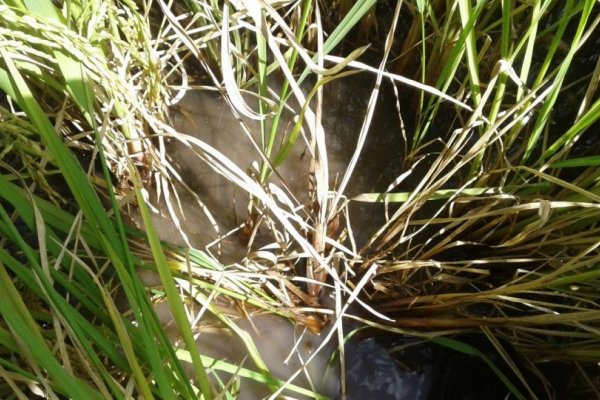 La enfermedad del arroz puede causar pérdidas de hasta un 90%