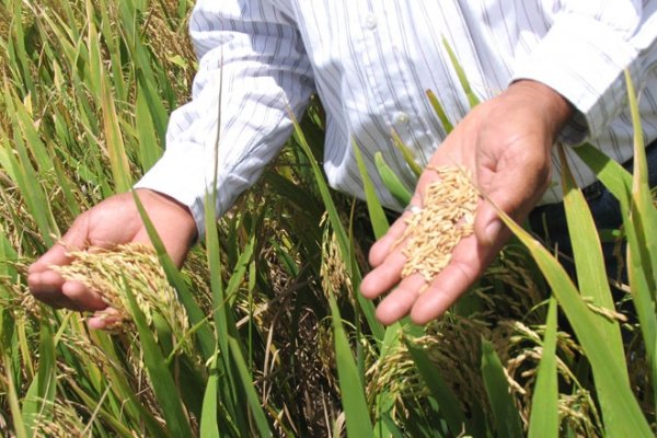 Programa Buenas Prácticas Agrícolas: busca incrementar la rentabilidad y eficiencia en la producción de arroz