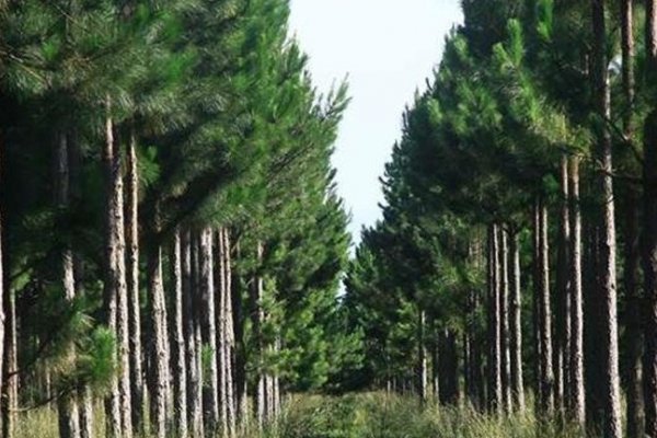 La APEFIC alienta la adhesión provincial a la ley nacional de inversiones forestales