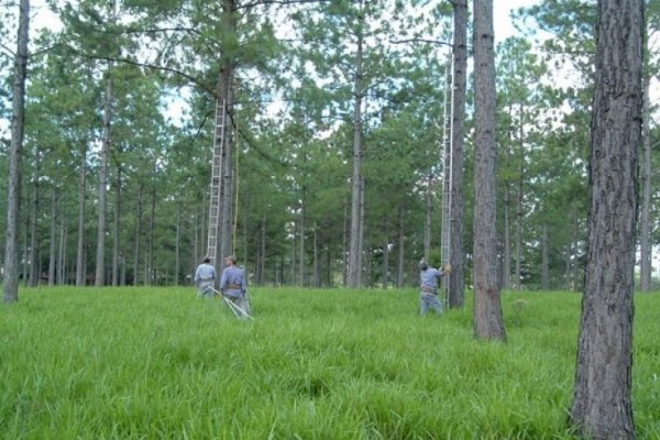 Proponen plan de poda forestal para generar trabajos en el sector en Corrientes