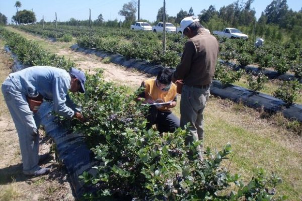 Trabajadores rurales obtendrán el bono de $5000 en tres cuotas