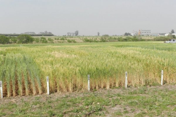 Nueva frontera: el trigo pide pista en Corrientes para llegar directo a Brasil