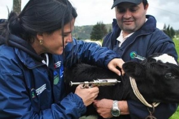 Corrientes: se lleva adelante la campaña de vacunación contra la fiebre aftosa con un costo de $71 por animal vacunado