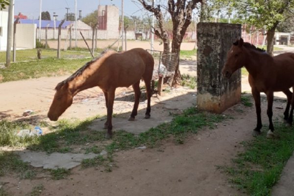 Caballos sueltos: ediles buscan frenar la problemática en Capital