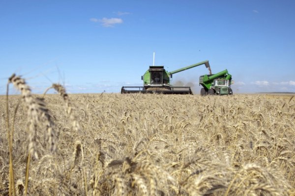 Se espera una caída en la producción de trigo equivalente a un millón de toneladas