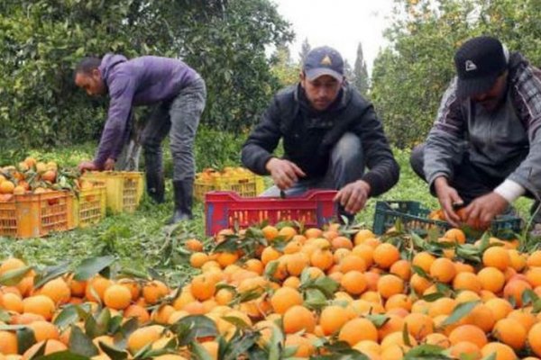 Corrientes: AFIP establece facilidades de pago a productores citrícolas por emergencia