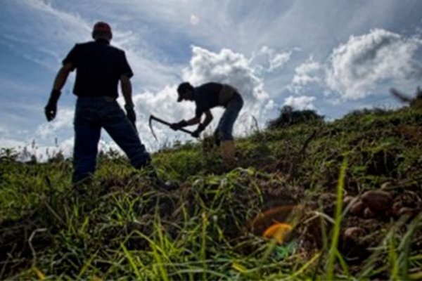 Bajo nivel de instrucción de productores agropecuarios en la provincia