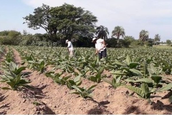 Aseguran que la partida de Massalin tendrá mínimo impacto en la producción tabacalera correntina