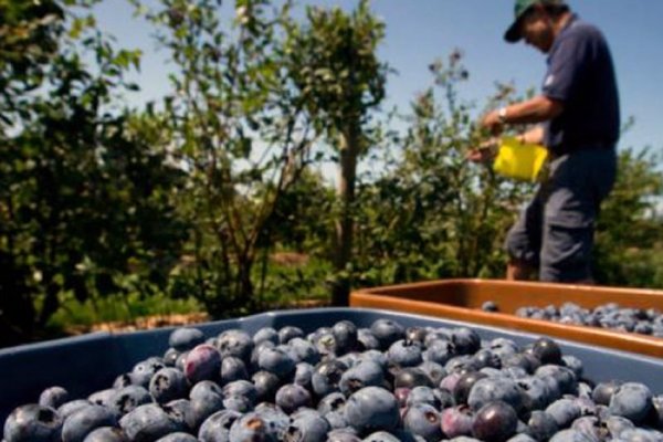 Arándanos, producidos en Corrientes con destino exportador