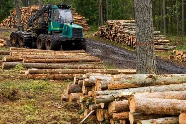 Corrientes: Insisten en la necesidad de industrializar la madera