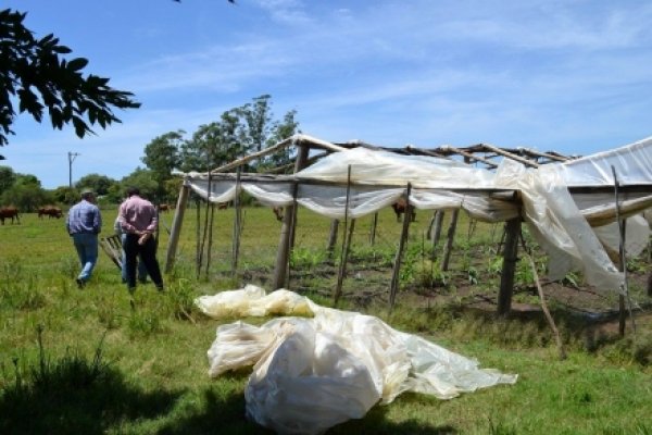 Madera y Arroz: Los ejes de la producción de cara a 2020