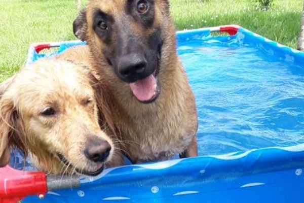 Un vecino correntino donó una pileta para los perros de la Policía