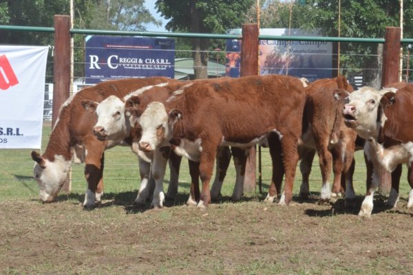 El Gobierno provincial ratificó su apoyo a la  ganadería en Sauce y Curuzú Cuatiá