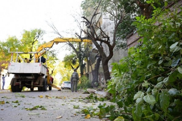 Corrientes: Continúa el Programa de Poda de Árboles en más barrios de la ciudad