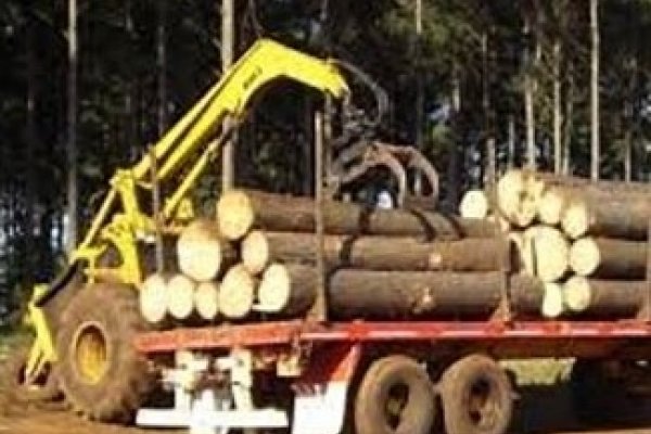 Corrientes: El gobernador  promulgó ley que adhiere a legislación  Nacional que amplía beneficios al sector forestal