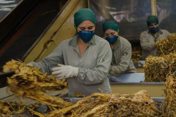 Una exigencia de la OMS pone en alerta a productores tabacaleros de Corrientes