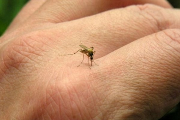 Murió una joven de 25 años por una variante más grave de dengue