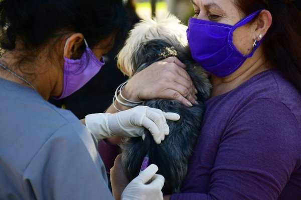 El operativo de Mascotas Saludables visitará 13 barrios en el mes de agosto