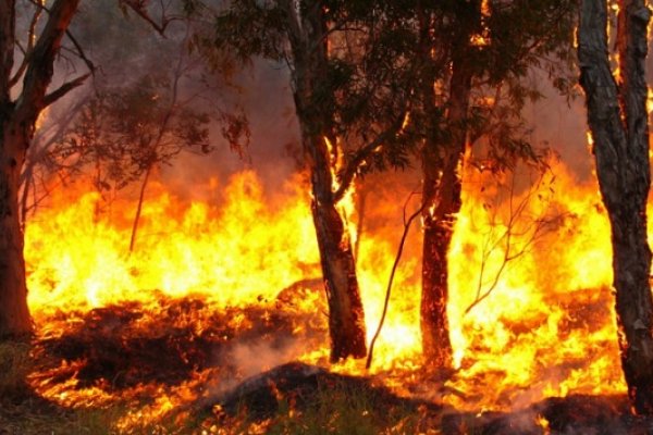 Incendios: La situación en Corrientes es preocupante