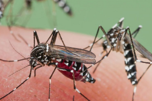 Aedes aegypti y dengue, oportunismo y malas costumbres