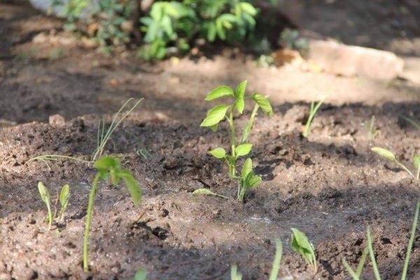 Inauguraron una huerta en el comedor del barrio Galván