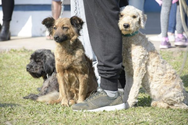 Reglamentaron la ordenanza que establece los horarios para pasear perros sin correa