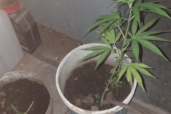 La Policía recuperó elementos robados y halló plantines de marihuana