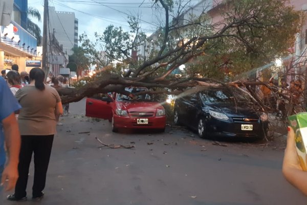 Cayó un árbol en pleno centro y aplastó varios autos