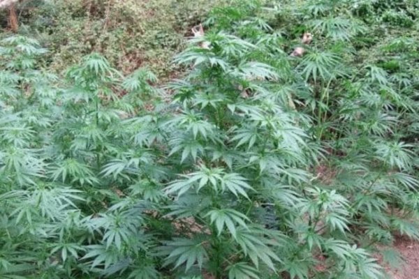 Detuvieron a un hombre que tenía un vivero de marihuana en su casa