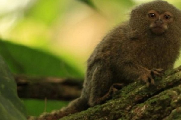 Descubrieron una nueva especie del primate más chico del mundo