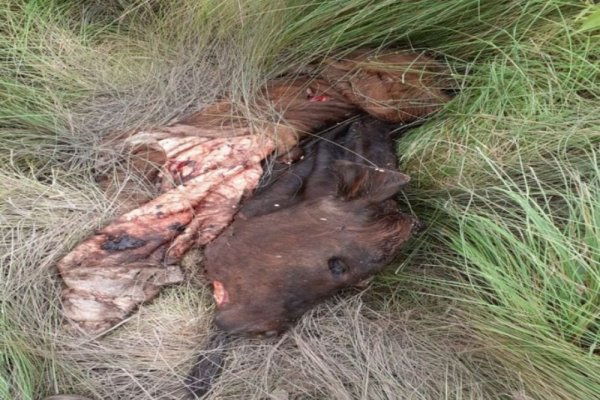 Le carnearon sus terneros e hicieron un asado en su campo