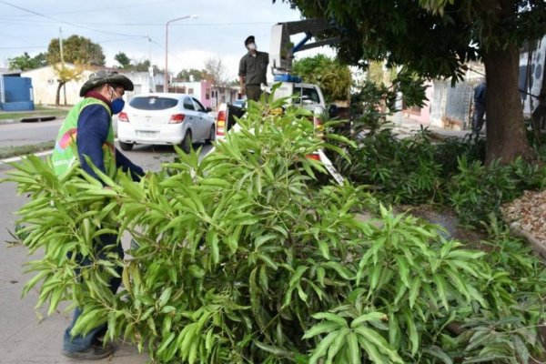 Advierten que la poda de árboles sin previa autorización está penalizada