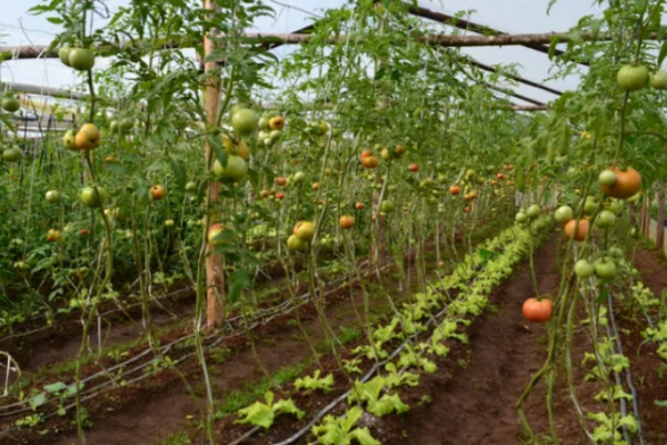 Llegan dos ministros de Alberto Fernández por una ley de agroecología