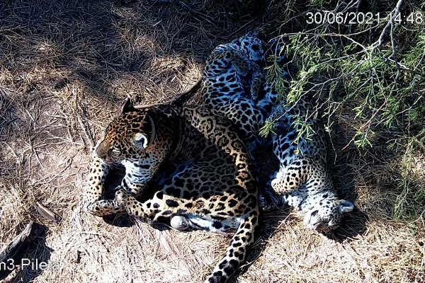 Hijos de tigre: Nalá y Takajay crecen saludables en El Impenetrable