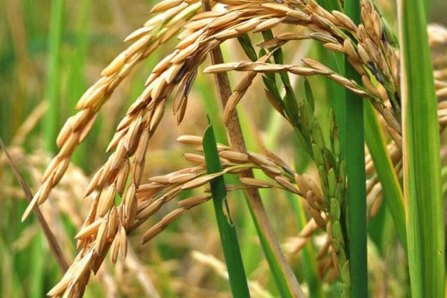 Liderada Por Corrientes La Producción De Arroz Aumentó 20 En Argentina Corrientes Hoy 1865