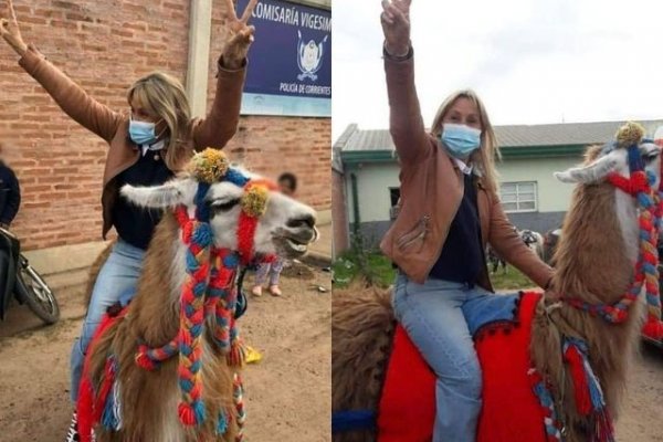 Maltrato animal: tiene una llama y cobra 300 pesos para que la monten