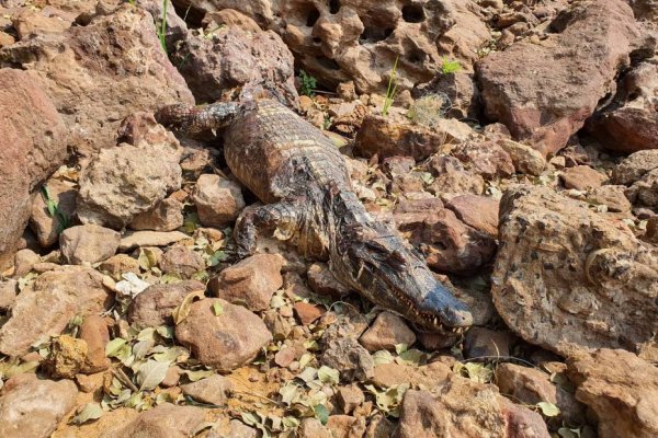 Encontraron un yacaré muerto en plena costanera de Corrientes