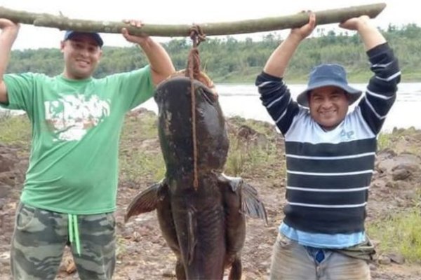 Pescaron un manguruyú de 80 kilos en el río Paraná
