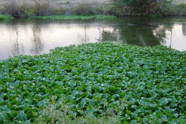 Proponen generar biogás utilizando camalotes de las lagunas de Resistencia