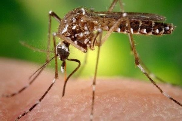 Una mujer llegó a Rosario desde Brasil con dengue y coronavirus a la vez