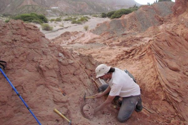 Hallaron por primera vez restos de un dinosaurio carnívoro en Salta