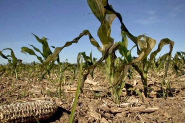 Declararon la emergencia agropecuaria en Entre Ríos