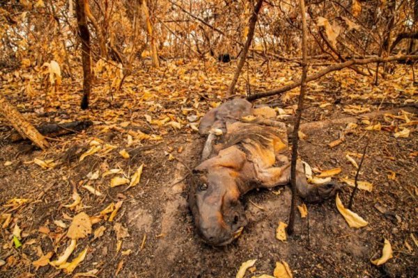 Animales en jaque: el otro drama tras el fuego en Corrientes