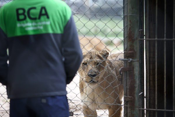 La Justicia falló a favor del Ministerio de Ambiente, querellante en la denuncia por delitos de tráfico de fauna