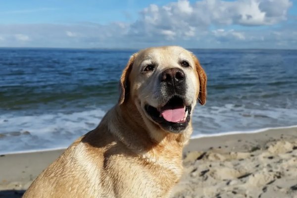 Crearán el primer balneario público y gratuito para perros en la costanera