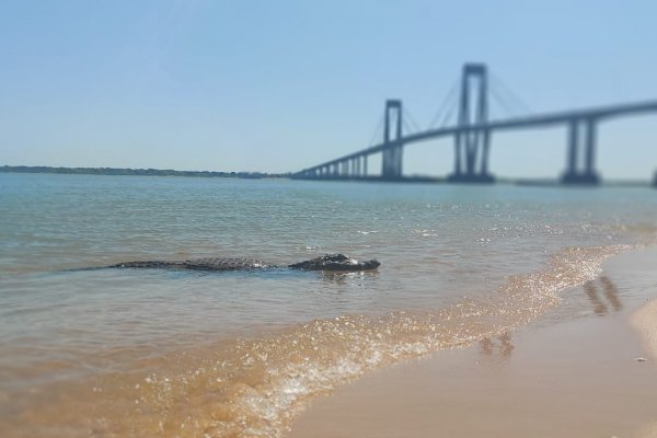 Corrientes: Apareció un yacaré en plena Playa Arazaty