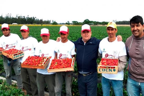 Hoy comienza la 1ª Fiesta Provincial de la Frutilla